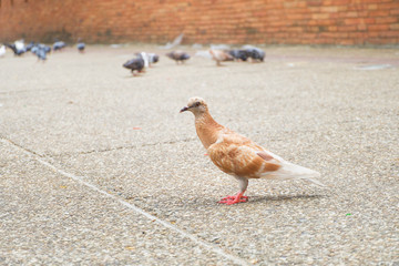 Brown and white dove or pigeon (Columba livia) is standing on sidewalk in the city, Bird background.