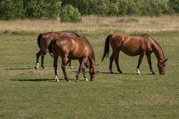 Horses graze and eat grass on a green meadow on a farm