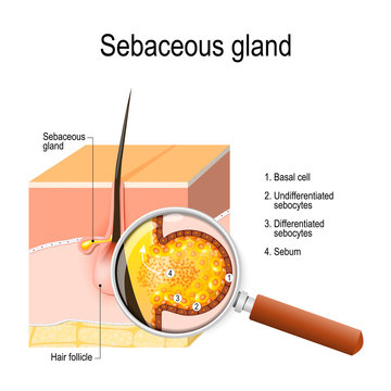 Structure of the Sebaceous gland.