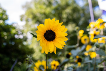 Sunflower