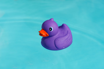 A single purple rubber duck alone in the paddling pool