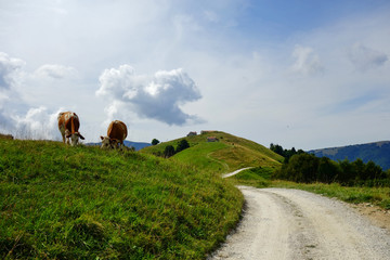 K&uuml;he vor Alpenkulisse mit dramatischem Himmel