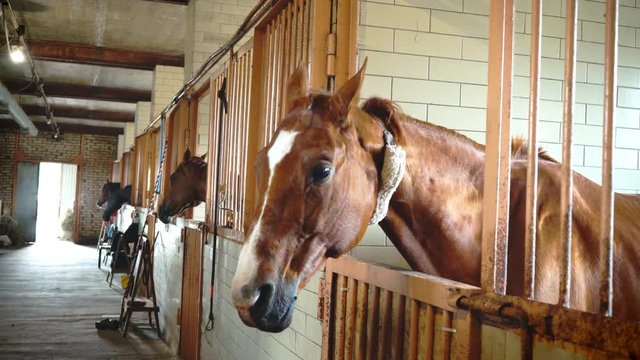 Muzzle of a red horse looks out of the stall in the stable, side vie