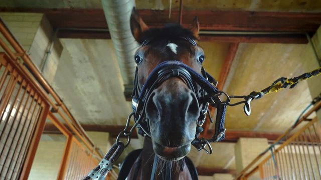 Saddled a dark horse in the bridle is tied in a stable, bottom view