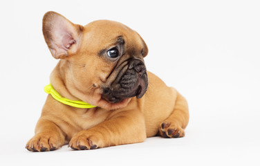 cute puppy of a French bulldog looking at a white background