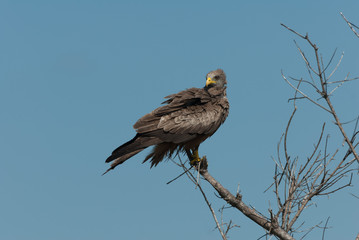 Yellow billed kite bird of prey on tree branch and blue sky
