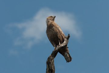 Young yellow billed kite sitting high on isolated tree branch