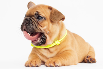 cute puppy of a French bulldog looking at a white background