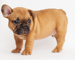 cute puppy of a French bulldog looking at a white background