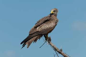 Yellow billed kite isolated on blue bakcground