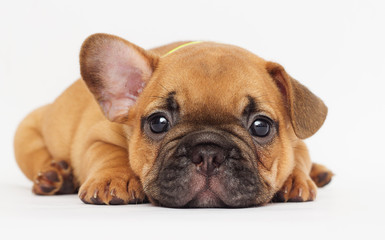 cute puppy looking - obrazy, fototapety, plakaty