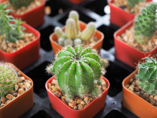 Little cactus in the small pot, plant for decoration.