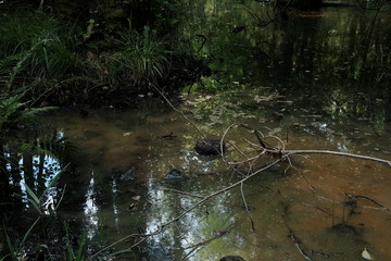 Wasser See Teich und Natur