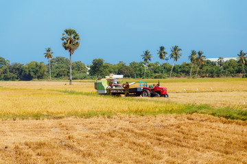 rice, rice field, blue sky, Sri Lanka