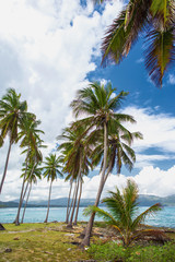Fototapeta na wymiar High palm trees on the ocean coast.