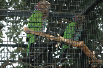 papageien,teneriffa,loro park,karibik,wildnis
