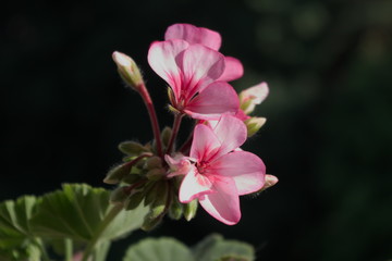 Obraz premium Pink geranium, dark and light pink