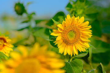 Sunflowers garden. The plants are illuminated by the morning sun