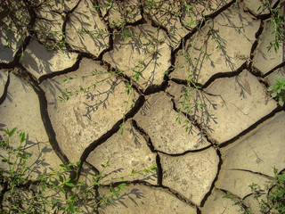 Dry Cracked Soil And Green Grass. Dry cracked soil texture and background. Abstract ground. Natural abstraction. Grass. Nature background
