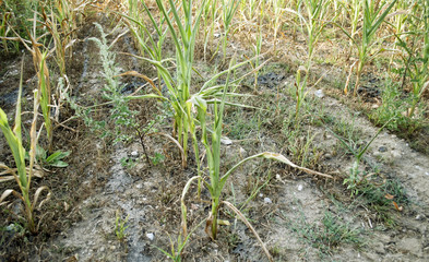 Vertrocknete junge Maispflanzen, Dürre in Schleswig-Holstein / Deutschland Sommer 2018 