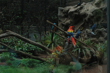 papageien,teneriffa,loro park,karibik,wildnis