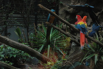 papageien,teneriffa,loro park,karibik,wildnis