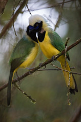 Cyanocorax yncas, Gazza Inca, Inca Jay, Gazza Verde, San Isidro, Ecuador