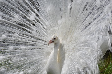 Naklejka premium Proud White Peaacock