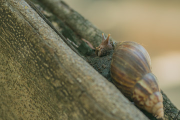 Close-up to Snail on the tree in the garden.