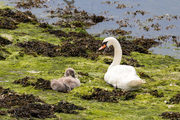 swan and cygnet