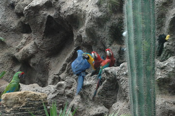 aras,papageien,dschugel,teneriffa,urwald
