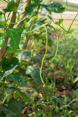 organic yardlong bean planting