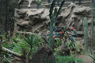 aras,papageien,dschugel,teneriffa,urwald