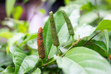 Long Pepper