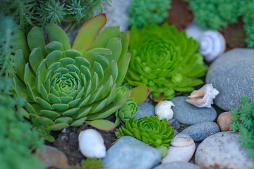 Succulent growing among rocks. The stone roses. Fleshy juicy petals