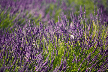 Obraz premium Provence, Lavender field at summer, Valensole Plateau