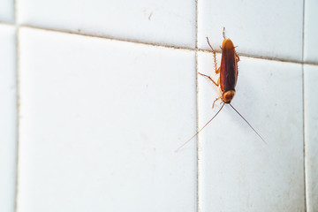 Cockroach crawling on white tile wall 