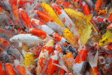 Carp fish colorful background.