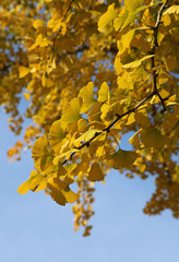 Gingko en automne