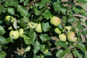 Cluster of several green apples hanging on an apple tree between green leaves