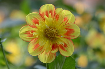Dahlia