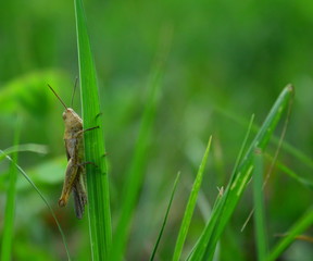 Grasshopper on a blade of grass
