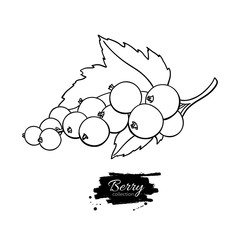 Black or red currant vector drawing. Isolated berry branch sketc