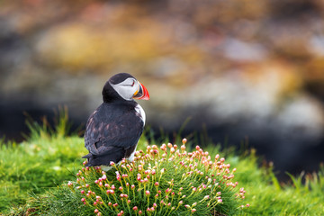 Puffins on Lunga Island