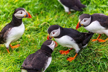 Puffins on Lunga Island