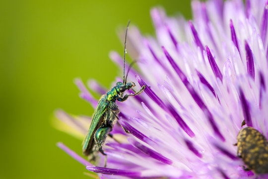 Insect on flower