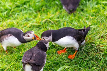 Puffins on Lunga Island
