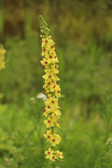 yellow long flower on a meadow