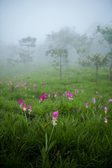 Obraz na płótnie Canvas Siam Tulip field in the foggy morning at Pa Hin Ngam National Park, Chaiyaphum, Thailand