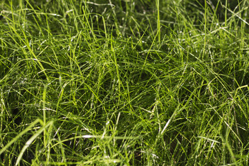 Fresh green grass in the sunlight as background
